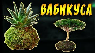 ПОСАДКА РАСТЕНИЙ В ПИТАТЕЛЬНЫЙ ГРУНТ В ВАБИ-КУСАХ, А ПОТОМ ПОМЕЩАЮ ИХ В АКВАРИУМ! ПОСАДКА РАСТЕНИЙ В ПИТАТЕЛЬНЫЙ ГРУНТ В ВАБИ-КУСАХ, А ПОТОМ ПОМЕЩАЮ ИХ В АКВАРИУМ!