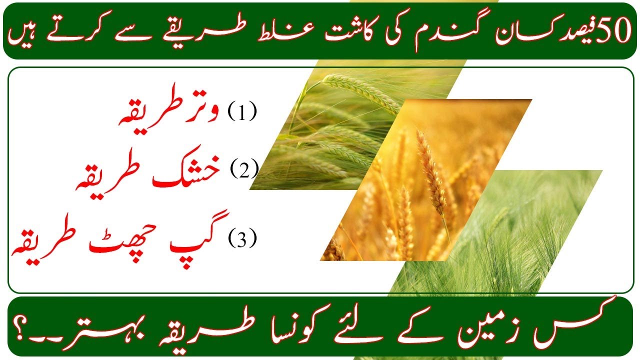 Wheat sowing techniques|How to get good wheat production|گندم کاشت کا طریقہ زمین کی ساخت کے مطابق