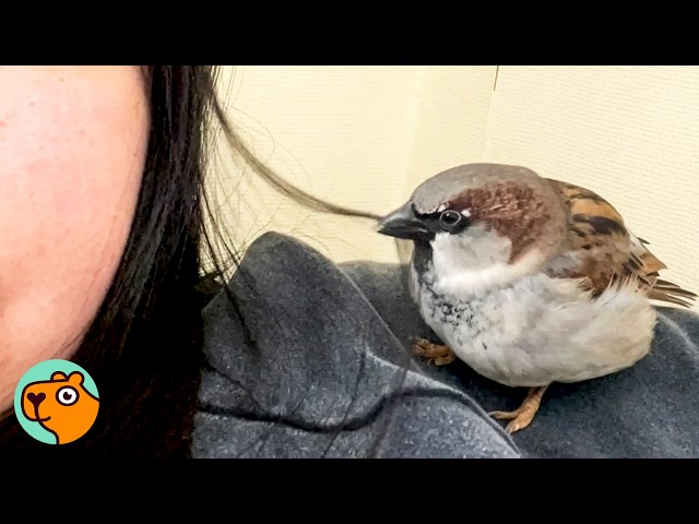 Baby Sparrow Saved From Road Finds A New Family | Cuddle Buddies