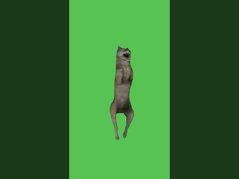 Dancing Wolf Meme | Green Screen Wolf Greenscreen Greenscreenmeme Meme Memedance