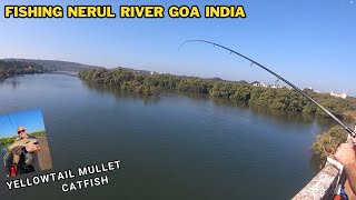 FISHING NERUL BRIDGE GOA INDIA MULLET CATFISH FEB 2024