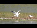 good Black Headed Gulls mating  RSPB Snettisham Norfolk UK 8may18 427p