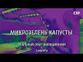 МИКРОЗЕЛЕНЬ КАПУСТЫ / Как выращивать / РЕАЛЬНЫЙ ОПЫТ ВЫРАЩИВАНИЯ / РАБОЧАЯ ТЕХНОЛОГИЯ / #Reogen #EXP