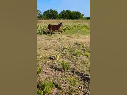 Ever seen cows run? 🐄 🥹 #angus #cattle #rancho #cow #dog #baby #cat #