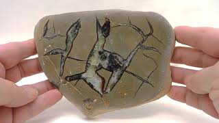 Septarian Nodule Slice From Madagascar - Large Cabinet Size