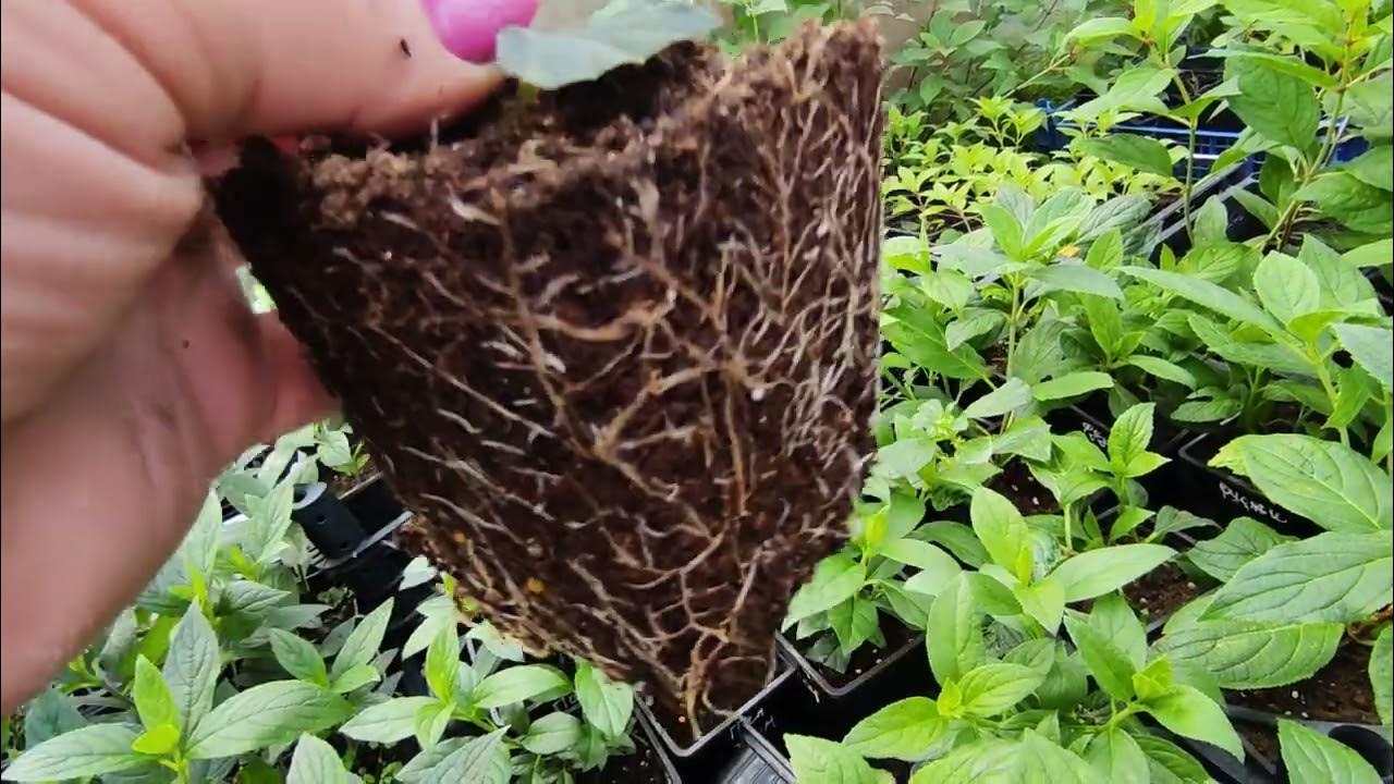 Поздние черенки метельчатой гортензии.Как буду готовить к зиме - YouTube