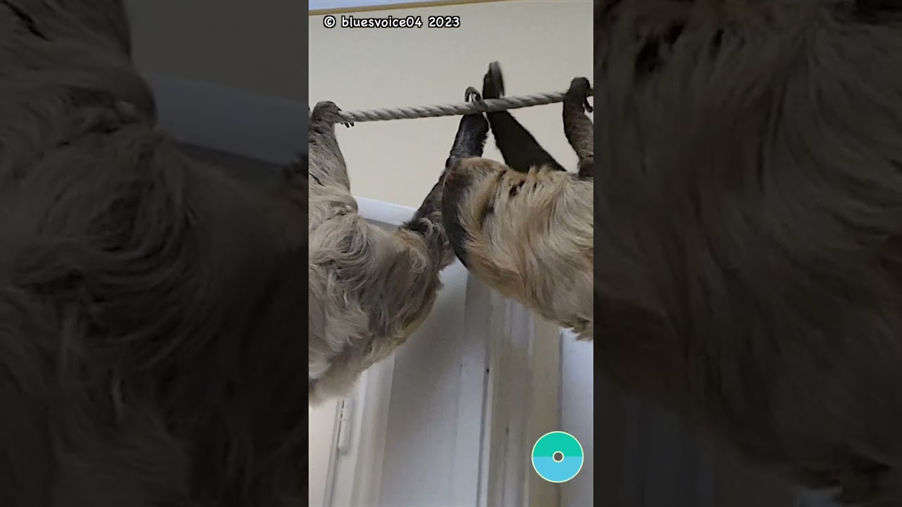 🦥 sloths in a row 🦥 Einstein & Alberta in a hurry 🤣