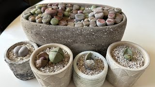 картинка: Литопс/ Lithops. Как выглядят мои живые камни в процессе линьки. 25.01.2024.