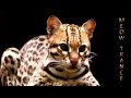 Blue Tente - Let You Go (Original mix) HQ