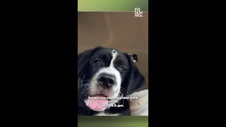 Family dog dies after being shot in the mouth with a BB gun, Pennsylvania State Police say