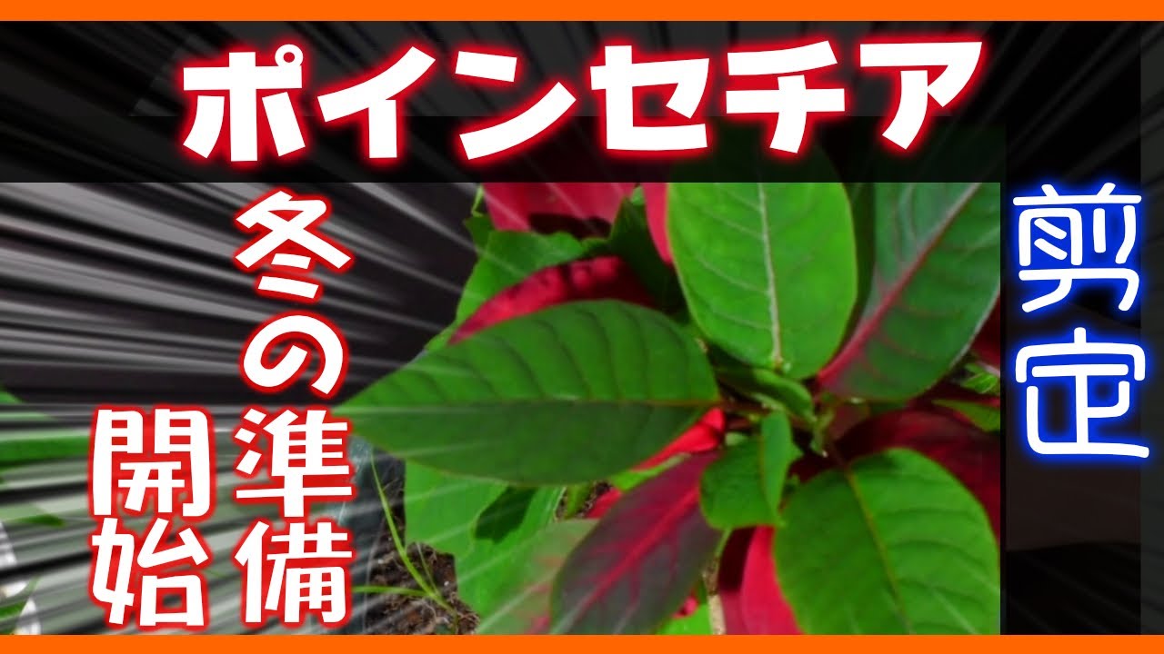 ガーデニング】ポインセチアの剪定 - YouTube