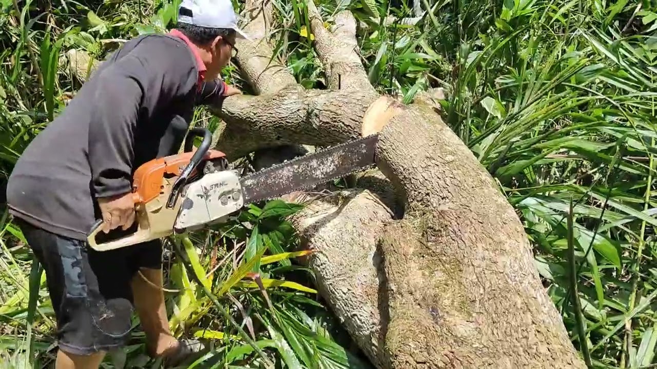 Aktiviti menebang pokok buah mempelam kerana meredupkan persekitaran langkau kebun.