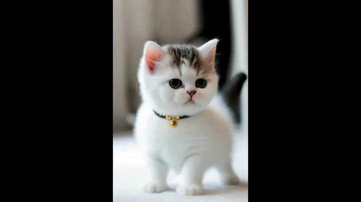 Video 11029331: cat kucing kitten cute, cat funny kitten kucing, cat feeding kittens