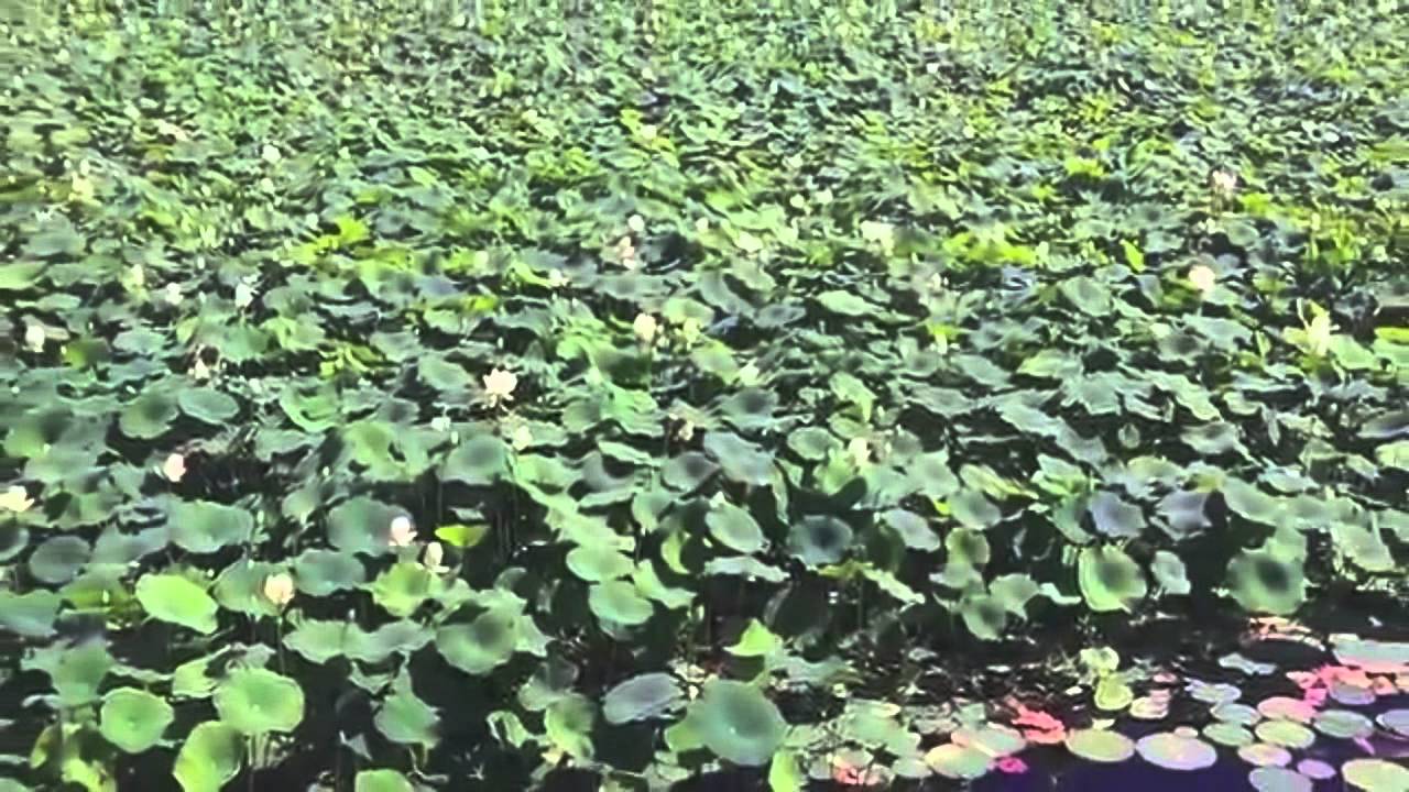 u.s. virgin islands Jollane Eccleston