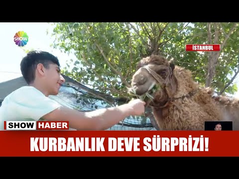 Kurbanlık deve sürprizi!