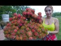 Fresh rambutan fruit and make dessert cook recipe and eat - Amazing cooking