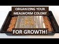 MEALWORM FARMING FOR BEGINNERS - Organizing Your Mealworm Colony FOR GROWTH!