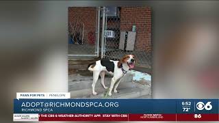 Meet Penelope | CBS 6 Paws for Pets | June 14, 2025