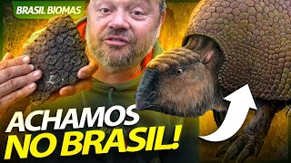 ENCONTRAMOS FÓSSEIS DOS GIGANTES DA MEGAFAUNA! | RICHARD RASMUSSEN