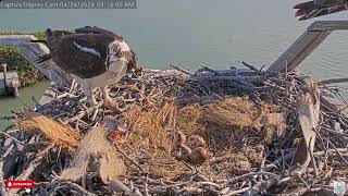 First Feeding for CO7  - Captiva Osprey Cam - Jack \& Edie  (4\/24)