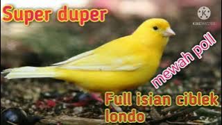Masteran kenari isian super mewah!!! blackthrout ciblek sikatan londo