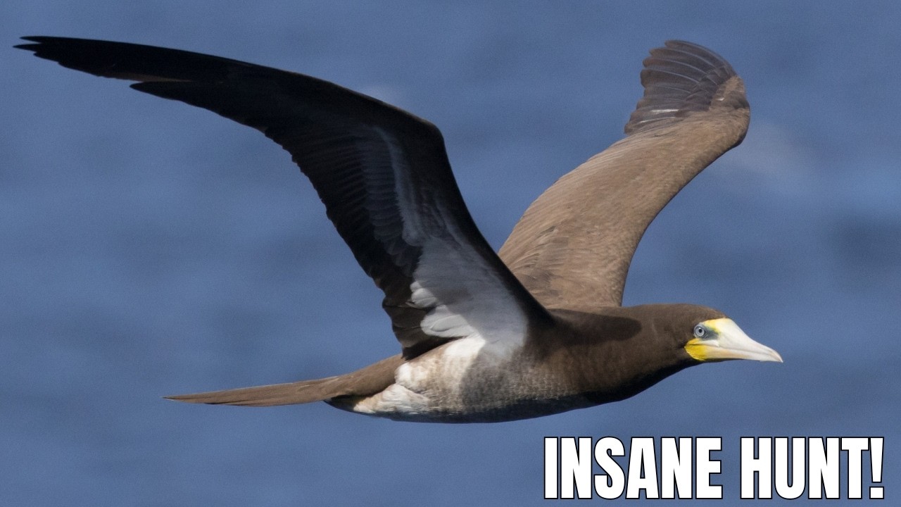 INSANE WILDLIFE MOMENT | BROWN BOOBY VS FLYING FISH | FILMED FROM A CRUISE SHIP