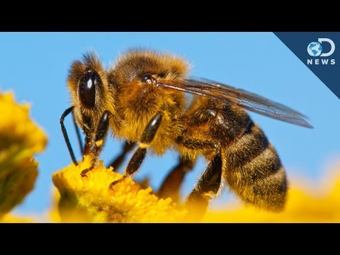 모든 꿀벌이 죽어가는 이유