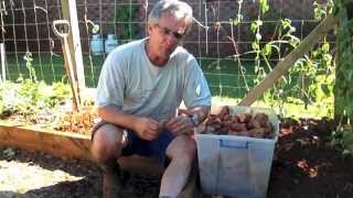 How to Plant and Grow Sweet Potato