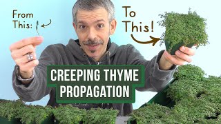 Growing Creeping Thyme: How to Propagate from Cuttings (Simple & Easy)