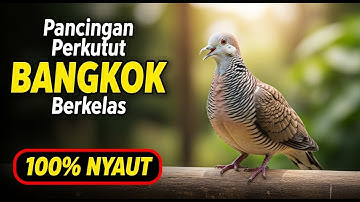 PANCINGAN PERKUTUT BANGKOK PALING AMPUH ‼️ LANGSUNG BIKIN PERKUTUT GACOR & NYAUT TANPA HENTI