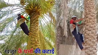 खजूर के पेड़ के पत्तों की कटाई || harvesting date leaves by climbing a palm tree ||#saudiarabiavlogs