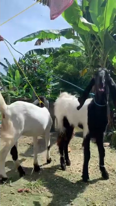 Bakul wedus 🐏🐑