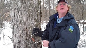 Where to drill on a Maple tree to place a tap for sap .mp4