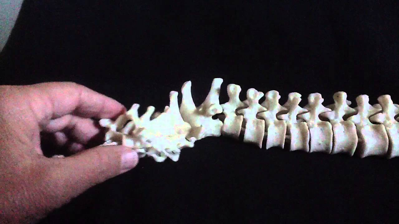 Cervical Vertebrae Including Atlas and Axis - YouTube