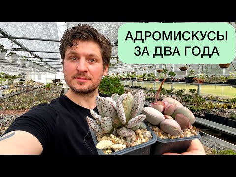 АДРОМИСКУСЫ ИЗ ЛИСТА ЗА ДВА ГОДА. ADROMISCHUS RARE SUCCULENTS 2 YEARS OLD