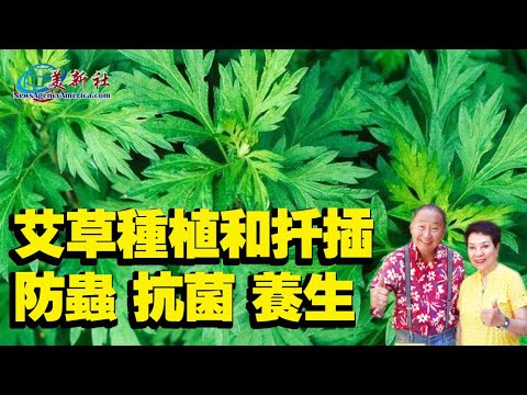 艾草種植和扦插，防蟲，抗菌，養生，好處意想不到！