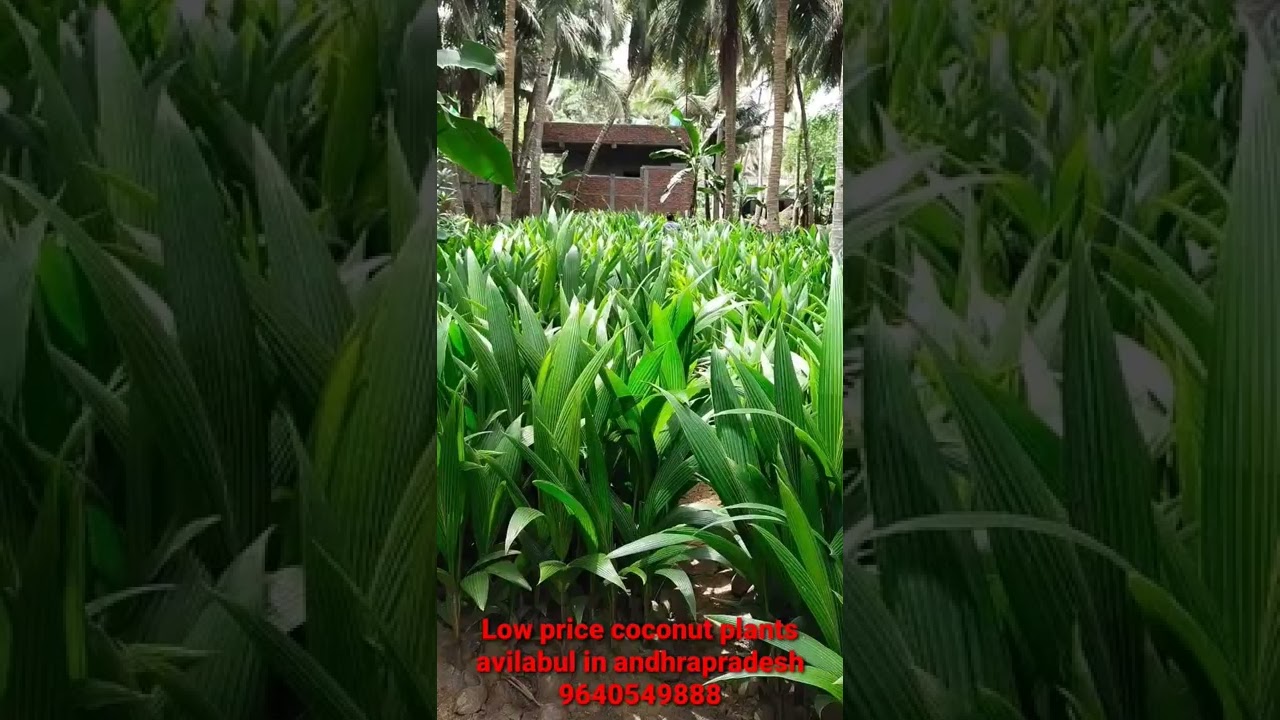 Low price coconut plants avilabul in andhrapradesh 9640549888