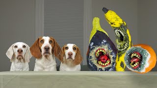 When Food Goes BAD! Funny Dogs vs 'Rotten' Fruit Prank
