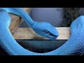BLUE VIPERS 2 ELECTRIC BOOGALOO BLUE VIPERS 2 ELECTRIC BOOGALOO