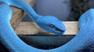 BLUE VIPERS