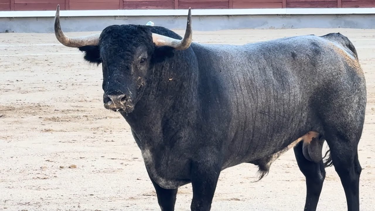 Salida 3º toro de PARTIDO DE RESINA: 