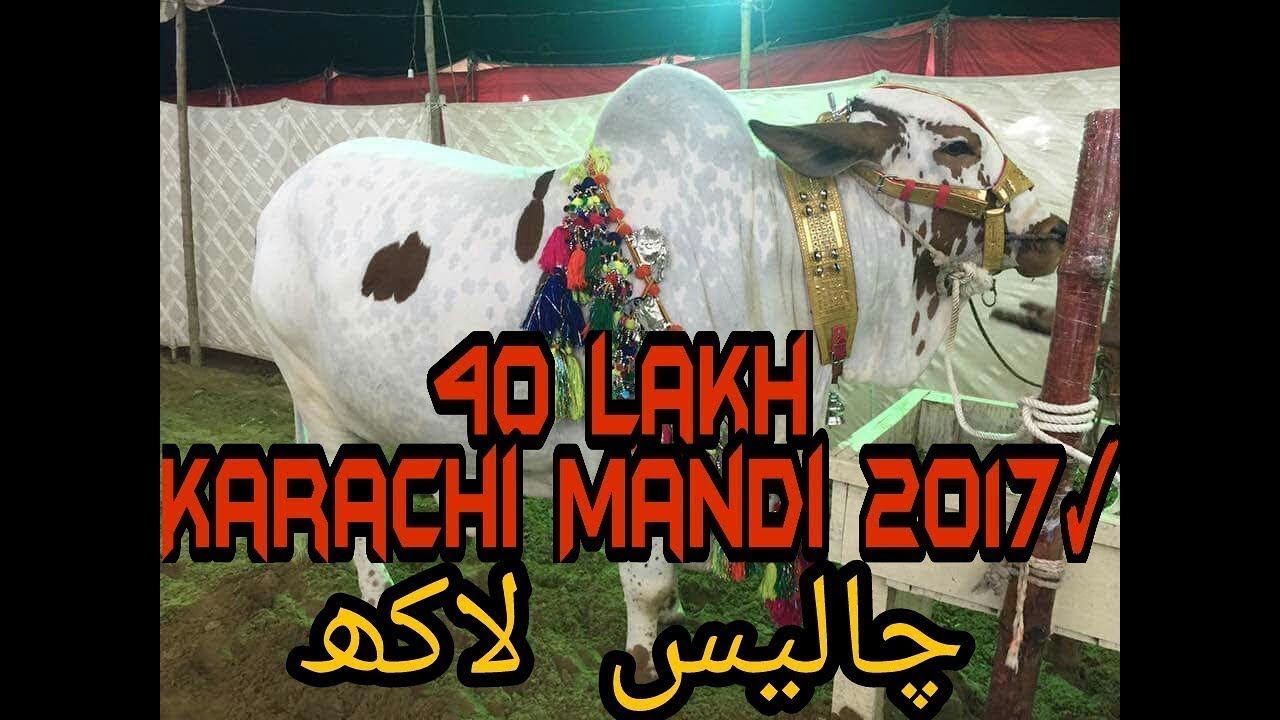 biggest bull 40 lac to 80 lacs