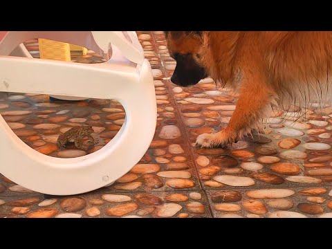 عركة بين سيزر و تقي ماهر والضفدع المجهول قمة الضحك لومي لوما