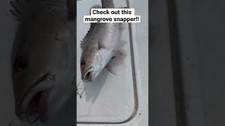 Massive Mangrove snapper in Tampa bay. #tampbay#mangrovesnapper