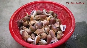 ỐC NHẢY LOẠI ỐC ĐẠI GIA-VÂN ĐỒN SEAFOOD