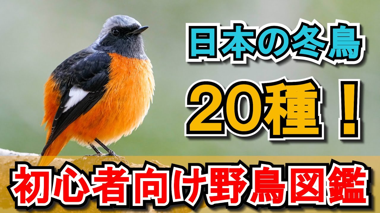【解説】野鳥初心者必見！日本の冬鳥20種！