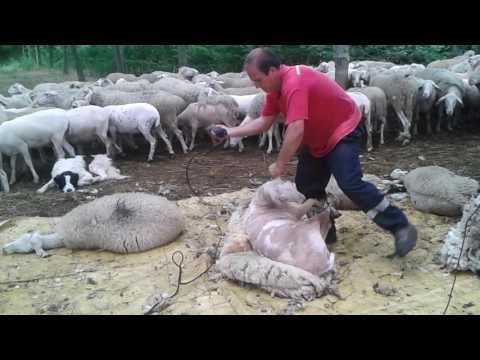 Video: A lëndohen delet kur qethin?