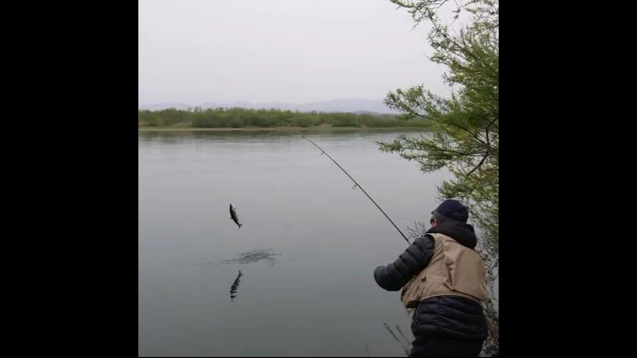 米代水系阿仁川サクラマス情報
