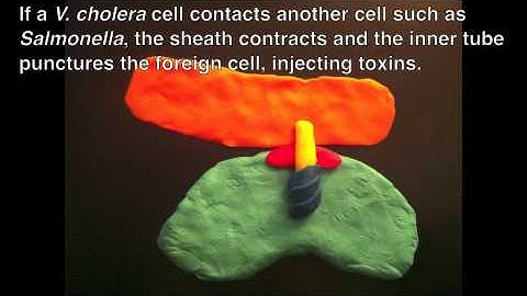 Type 6 Secretory System via Claymation!