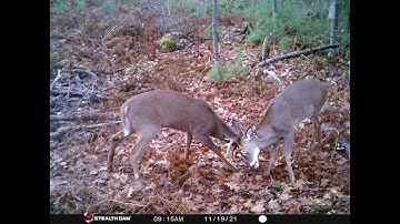Quest for 200- "Skirmish at the Black Widow Scrape" Whitetail buck fight